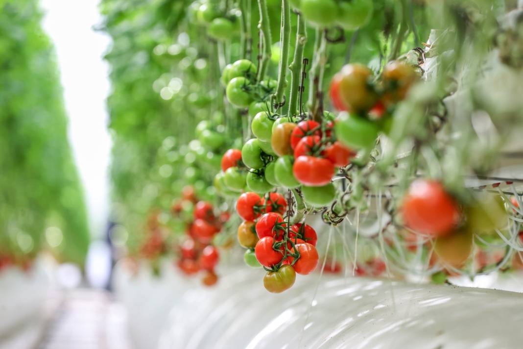 Çürük buharla Konya'da 1600 ton üretiliyor: Yabancı alıcı kapış kapış kaçırmıyor 1